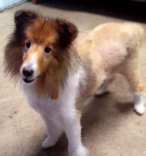 shaved sheltie